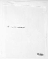 Stigmina platani image